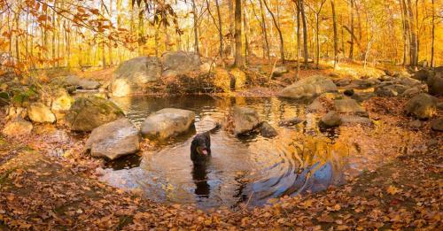 The Cottages on Orchard - Woodland Hideaway in Wilmington, USA