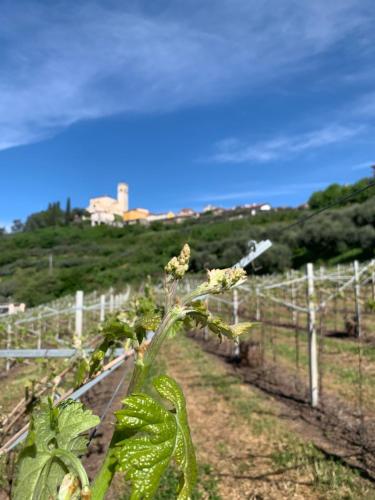  La Pietra Nera in San Giovanni Ilarione