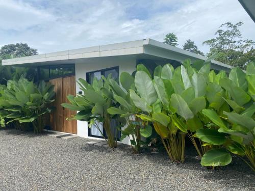 Toucan home, Fortuna