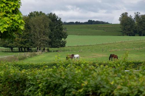 B&B Bertem Natuur - image 14