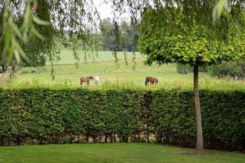 B&B Bertem Natuur - image 4