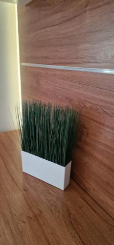 Carol - City Vibes Studio