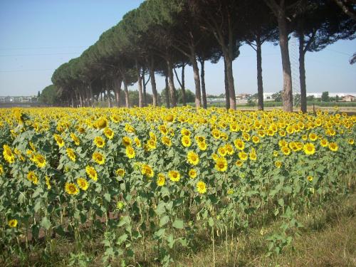 Agriturismo Pantano Borghese in Rome East