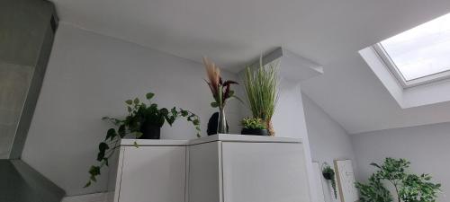 Horfield House Room Type - Apartment