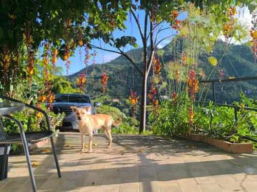 Kilátás, Montecafé Jardín (Montecafe Jardin) in Jardin