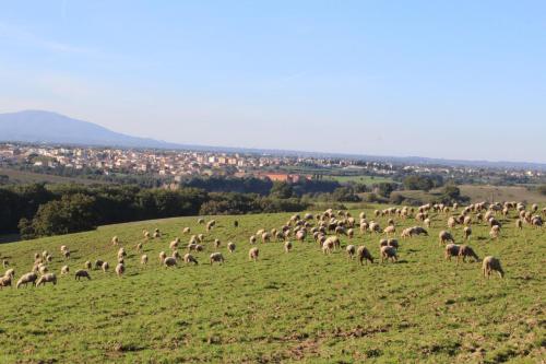 Apkārtne, Azienda Agricola il Borgo di Sant'Elia in Castel Sant'Elia