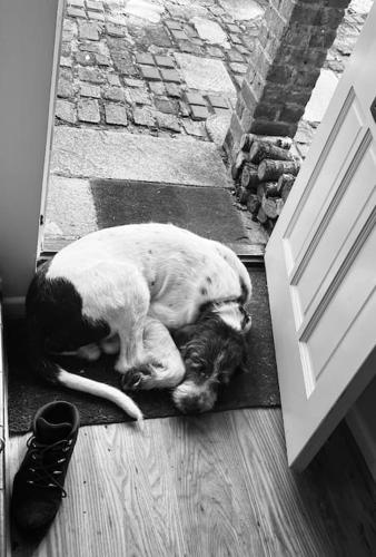 Luxury cottage in the heart of The New Forest