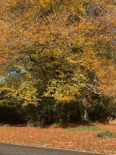 Luxury cottage in the heart of The New Forest