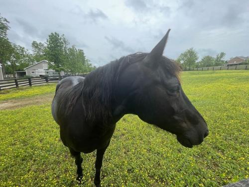Horse Farm 4Bedrm home Bourbon Trail w private pool in Simpsonville, USA