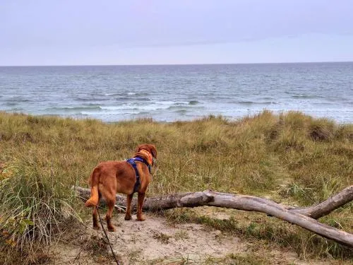 Appartementhaus Zingst 3 - Urlaub zwischen Meer & Bodden in Zingst, Deutschland