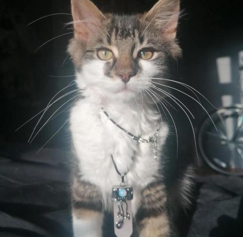 Large cosy room in G3 near Ibrox Stadium