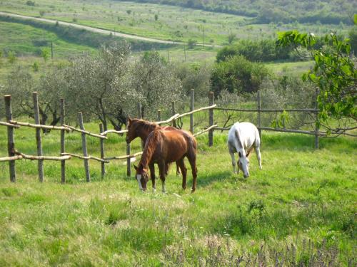 Agriturismo Le Roghete - image 11