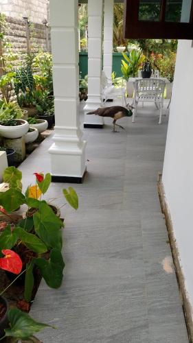 Facilities, Suriya Homestay in Makandura