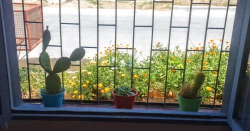 Teros in 칼레타 올리비아