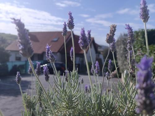  Apartamentos Guadalupe in Tagle