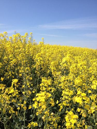 Appartmentanlage Zur Dune 155m von Zum Reetmoor entfernt