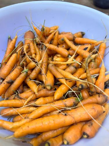 Good Karma Homestay in Thakudwara