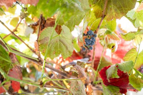 Summer Home - Our Place at Bright