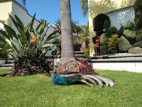Canarios HC Resort in Cuernavaca, Mexico