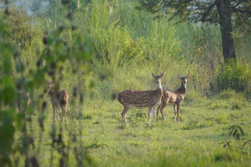 A környék, Wildflow jungle yoga safari and homestay in Meghauli