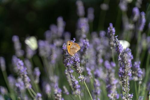 Apartments Srdanovic - image 8
