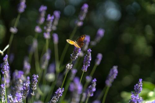Apartments Srdanovic - image 7