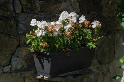 Apartments Srdanovic - image 6