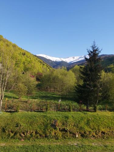 SeviCris in Lisa (Brasov)