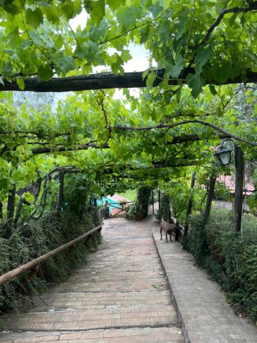 Вид, Villa Alce in Fontanarosa