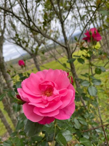 Greenfern Lodge and Chalets Greenfern Lodge and Chalets