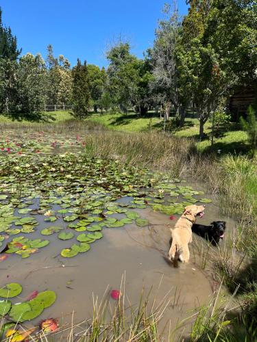 Greenfern Lodge and Chalets Greenfern Lodge and Chalets