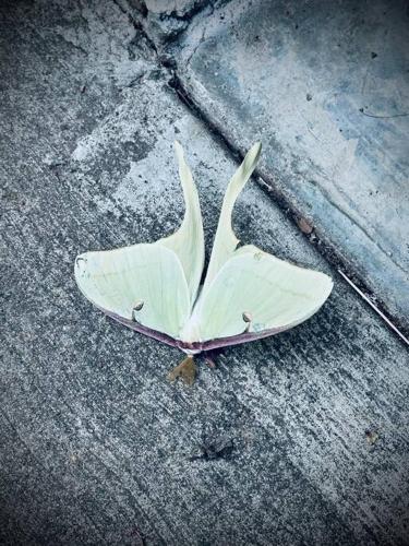 The Den at Fox Hollow - Private Pool The Den at Fox Hollow - Private Pool