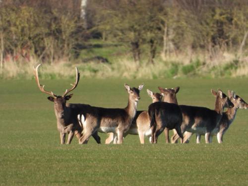 Hollicarrs - Dragonfly Lodge Hollicarrs - Dragonfly Lodge