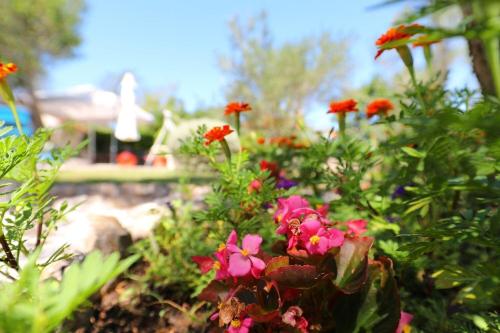 Apartments Suzana-green oasis - image 9