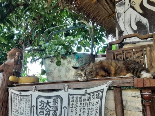 Samatha Camper Samatha Camper