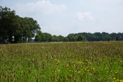 Apkārtne, Safaritent 4 persoons camping Lindershoeve Bergeijk in Bergeijk