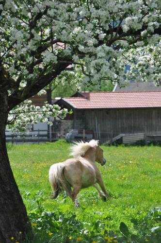 Sonnenkaiser in Fischbachau