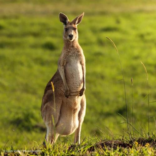 15mins to Mooloolaba Beach opposite Conservation! in Sippy Downs