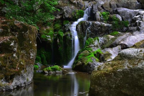 Forest Squirrel Pension Forest Squirrel Pension