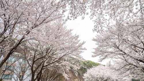 Gapyeong River Wave Pool Villa Gapyeong River Wave Pool Villa