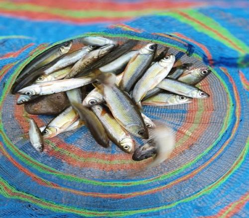 Hongcheon Yongho River Pension