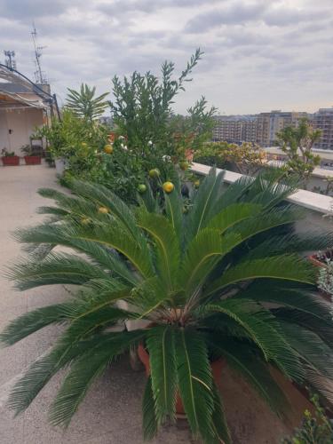 B&B GANAJ La terrazza di Ganaj BARI 4