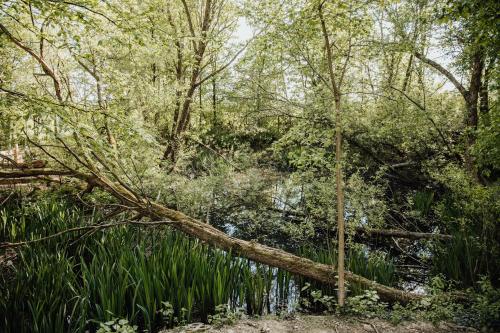 Kilátás, Eifelhüttchen Blaumeise (Eifelhuttchen Blaumeise) in Auderath
