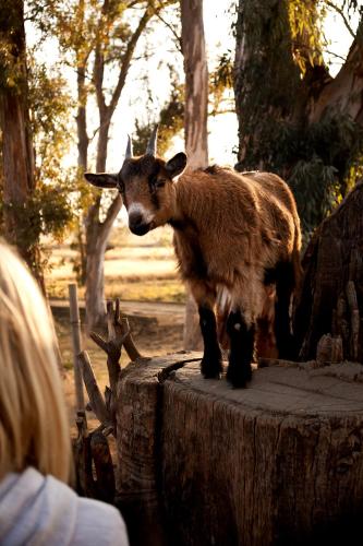 Dalmore Guest Farm Dalmore Guest Farm