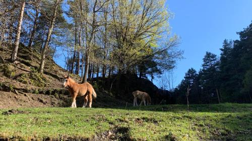 Appartement à Ordino - HUT 8270 (Appartement a Ordino - HUT 8270) in Ordino