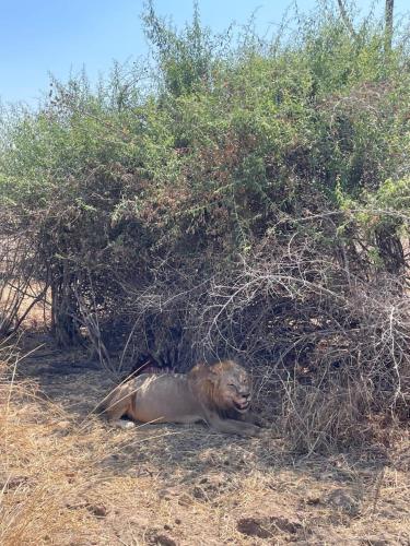 Royal South Luangwa Safaris Lodge in Kakumbi