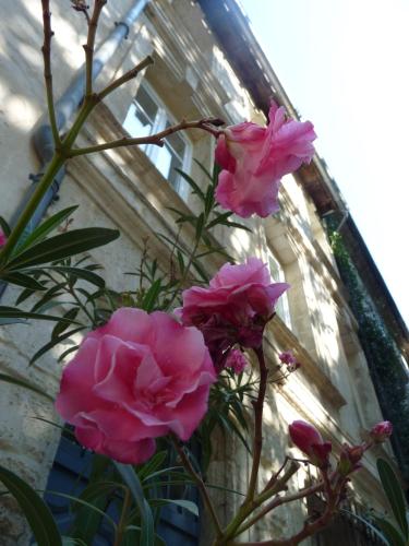 Le Limas - main image