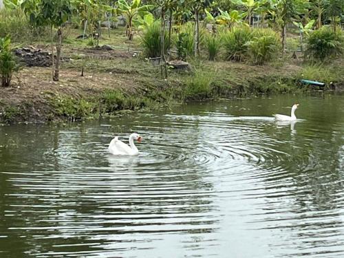 Cozy breezing countryside Pet Cozy breezing countryside Pet