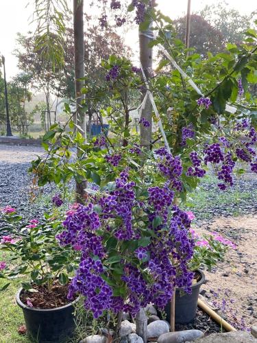 Cozy breezing countryside Pet Cozy breezing countryside Pet