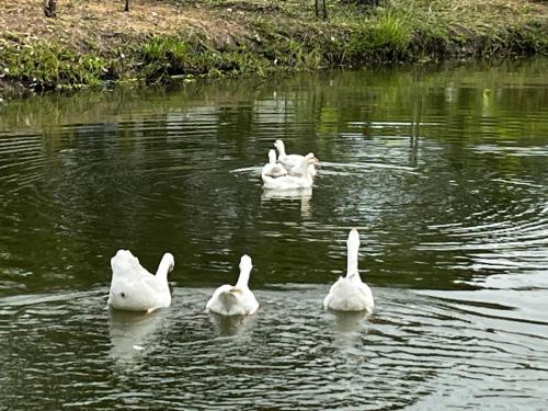 Cozy breezing countryside Pet Cozy breezing countryside Pet